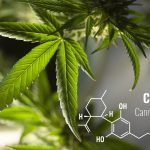 ciekawostki o CBD